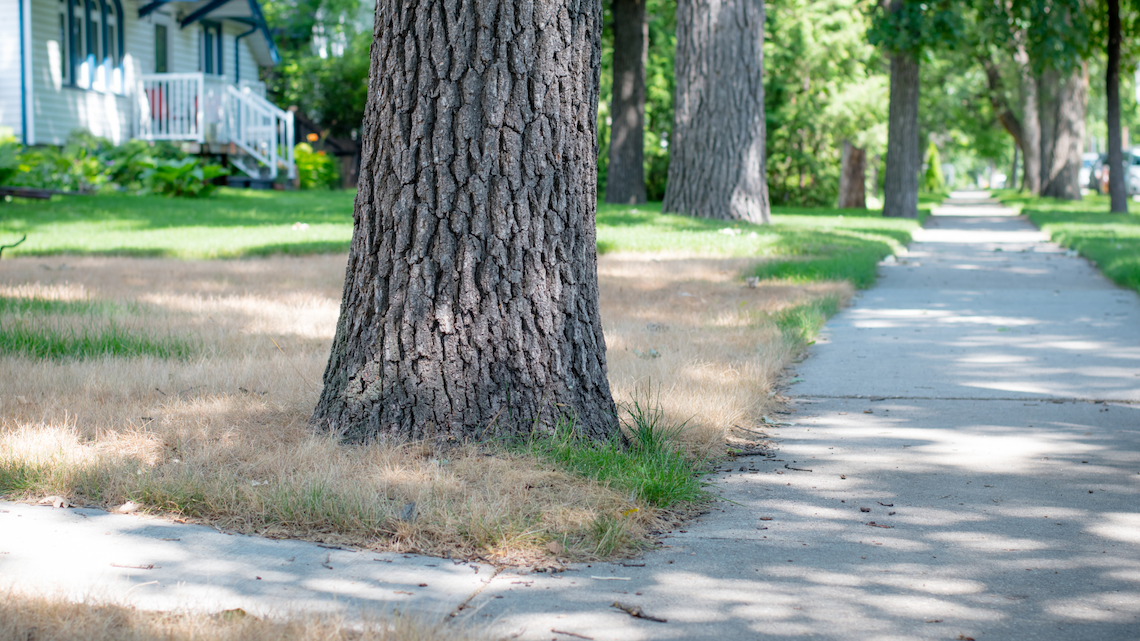 landscaping, landscaping company