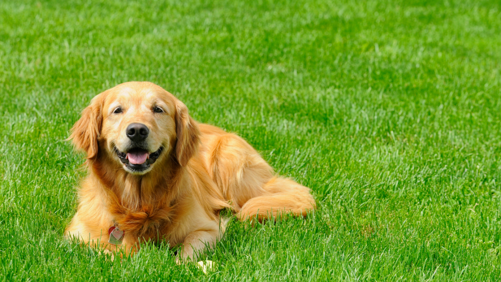 The Dangers Of Dog Poop In Your Lawn SLD