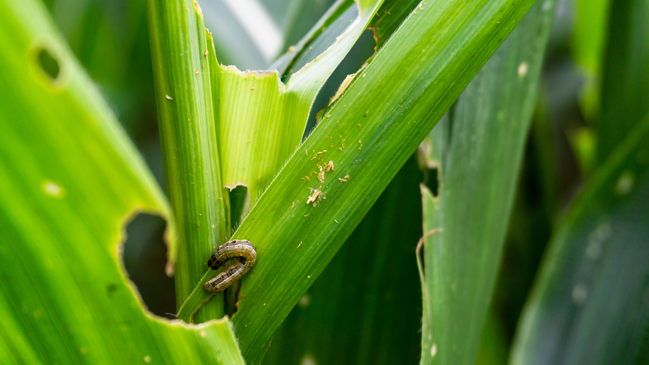 armyworms, pests, lawn, lawn care