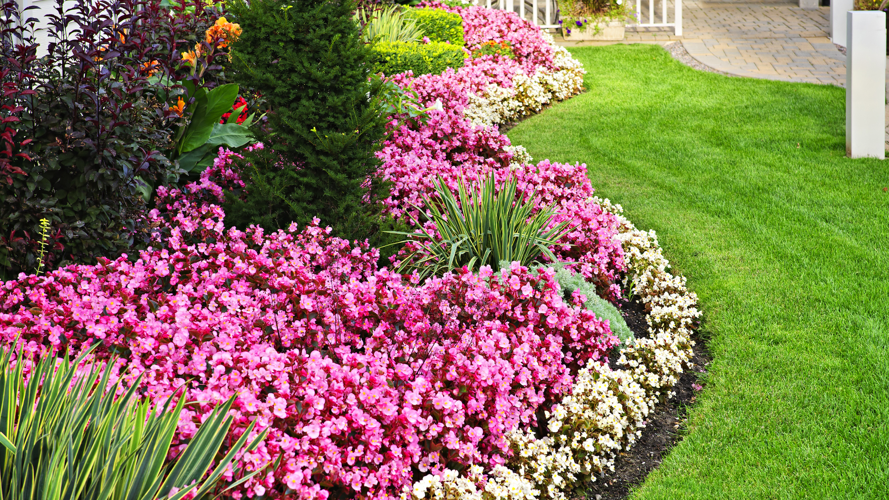 Colorful garden, Colorful plants and flowers